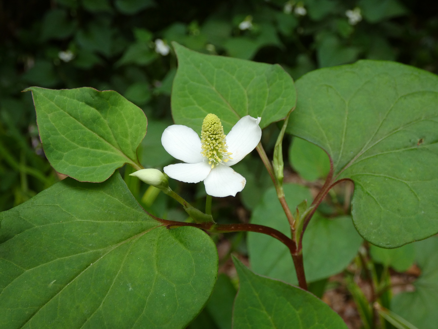 小川聡 マーカット 資料用に撮影した駅前広場のドクダミ 古くから薬草としても親しまれ ドクダミ茶などにも使われる 地下茎で増えるので 地上のものを抜いても根っこが残っていると再生して繁殖するらしい T Co E8f1pehwvj Twitter