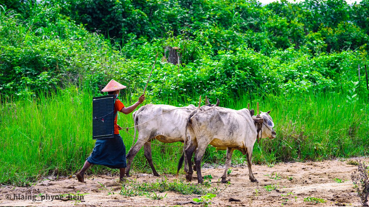 hack_21zone's tweet image. ယာတောကအပြန်

#farmers #life #farm #cowx #nature #culture #solarpanels