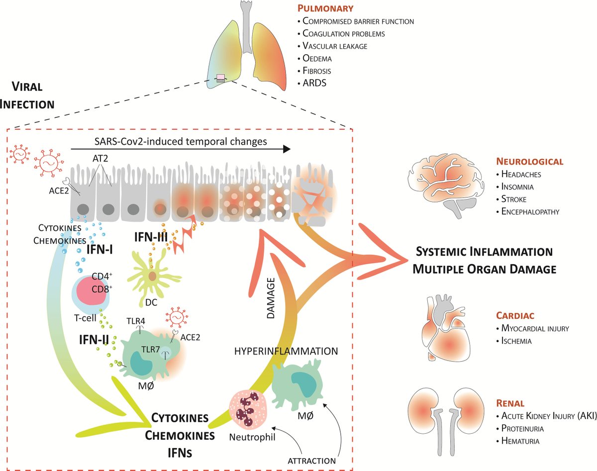 Confronting our expertise about targeting #STAT with possible therapeutic strategies against #COVID19 . Our comprehensive review is finally here!  Thanks to all who contributed! <a href="/FrontImmunol/">Frontiers - Immunology</a> <a href="/UAM_IBMiB/">IMBB AMU Poznań</a>