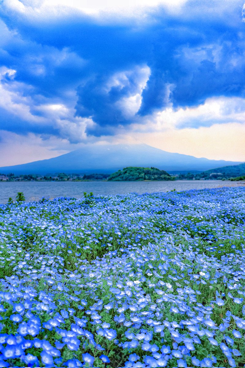 ネモフィラはとても綺麗でしたが、富士山の頭が雲に😂🗻 良い週末をお過ごしください🍀