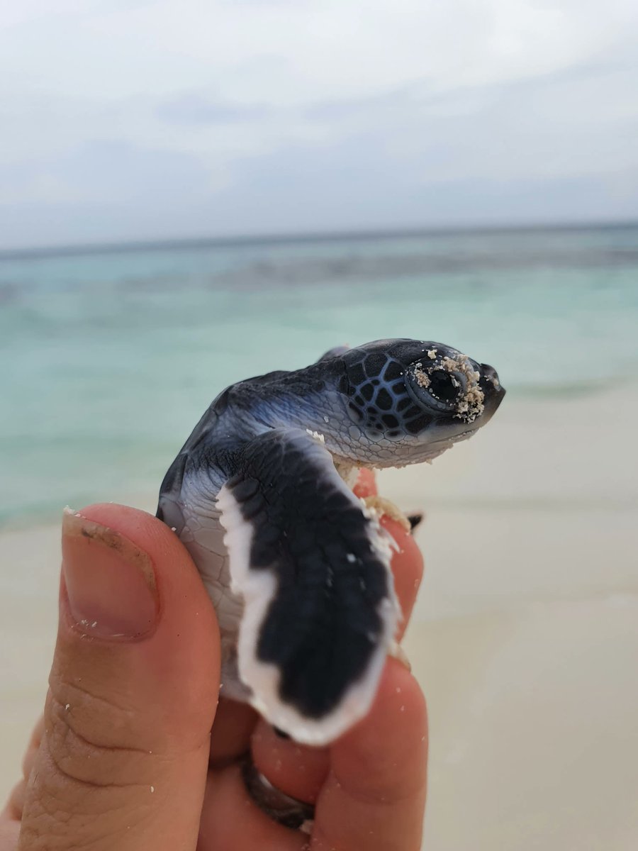 $BEACH This year, 48 nests were incubated by @ConflictIslands #ConservationInitiative. 42 nests hatched and 3,512 hatchlings emerged, an average success of 87.5%. 8 hatchlings and 4 live unhatched eggs were taken to a sand tank at our nursery & released when they were ready.