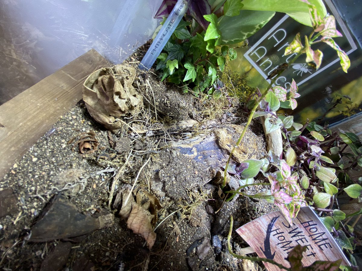 DrRichJohnston's tweet photo. Very exciting to be presenting at the first #AntCon UK
Taking people on an #InnerSpace tour through the insides of Leafcutter ants and fire ant nest tunnels. https://t.co/bNVPxD9hFG