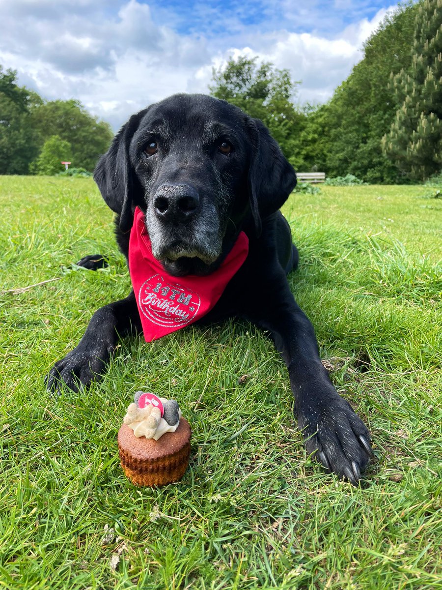Guess who is 14 today?!! 🎂 🎉 

I may not be as spritely as all the young pups these days, but I still know how to  have my morning woogle and how to demolish a birthday cake! 😋😋