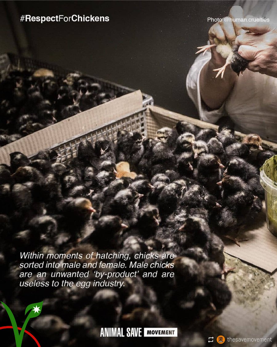 JordanianVegans's tweet photo. Around SEVEN BILLION male chicks are murdered globally every year by the egg industry because they can’t lay eggs, therefore aren’t profitable to the industry. 
Please ditch eggs and go vegan this #RespectForChickens Month!

Repost: @animalsavemvmt / Instagram https://t.co/UC0JWSmatM