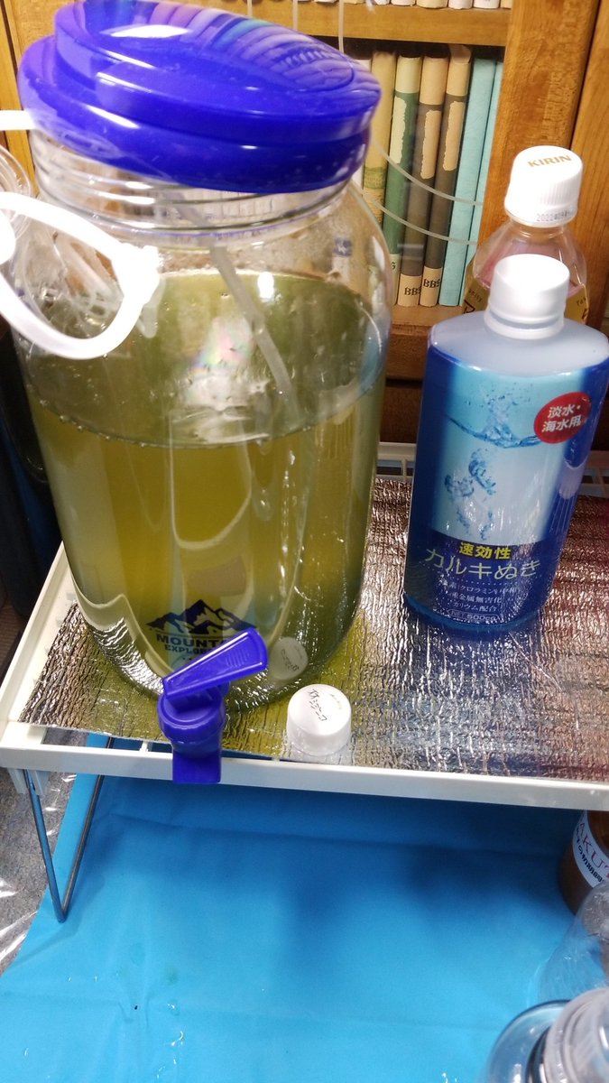 reserve_maple's tweet image. 和香さんからお迎えしたワムシとゾウリムシ、順調に増えているのですが。
ワムシ初めて培養するので、濾し方が分からないというオチ(笑)

100均の何かで代用できる方法、どなたか知りませんか⁉️
コーヒーフィルターで出来るでしょうか？🤔💦

#和香　#ワムシ　#濾し方