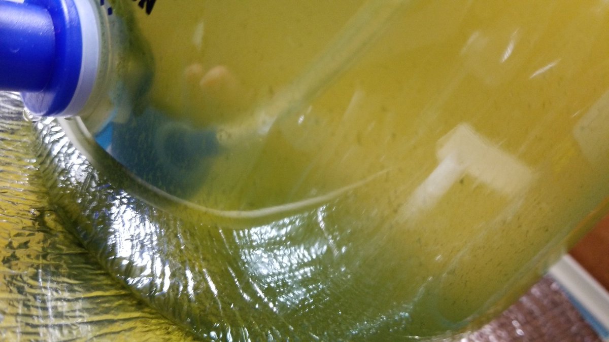 reserve_maple's tweet image. 和香さんからお迎えしたワムシとゾウリムシ、順調に増えているのですが。
ワムシ初めて培養するので、濾し方が分からないというオチ(笑)

100均の何かで代用できる方法、どなたか知りませんか⁉️
コーヒーフィルターで出来るでしょうか？🤔💦

#和香　#ワムシ　#濾し方