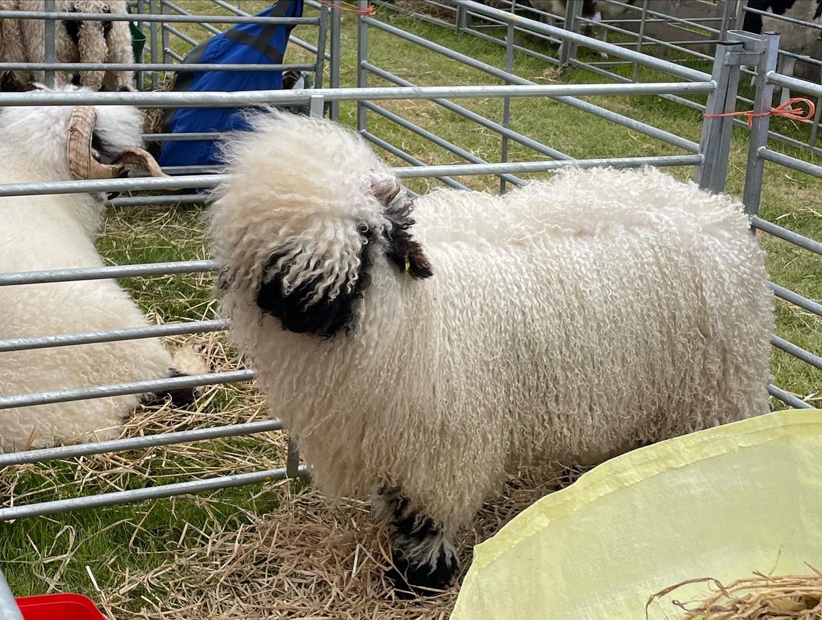 KlaireConnor's tweet photo. Well that was a fun day at the #FifeShow and itβs not finished yet, just need a disco nap before it continues though! Even managed to make it to & join in with the end of day Strip the Willow! https://t.co/tShKTzpSMK