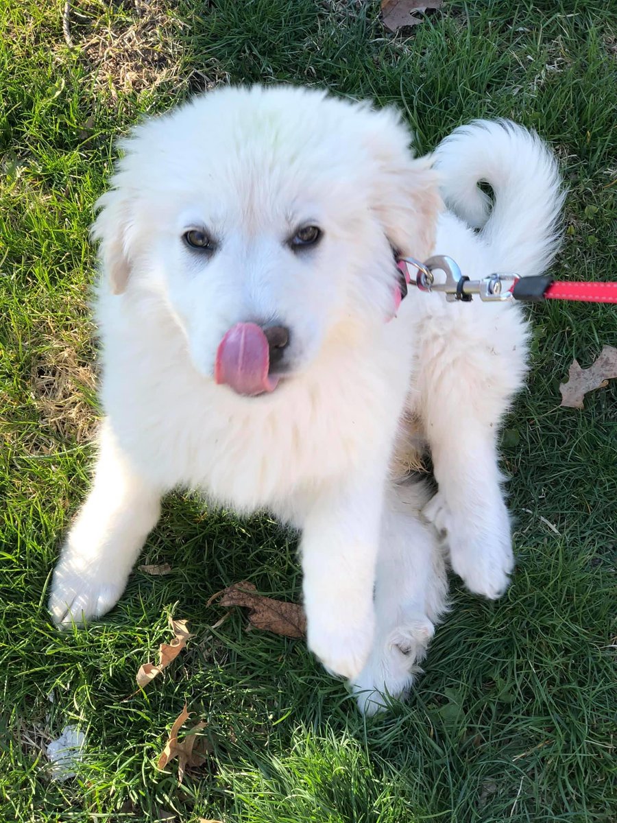 I'm Tyler Stewart and I'm a school teacher running for IA State Senate. I believe public funding belongs to public schools...my opponent does not. 

Please follow/RT to help me reach 1K followers to help build out my campaign!

Do it for Bailey, my dog, she'd love your support!