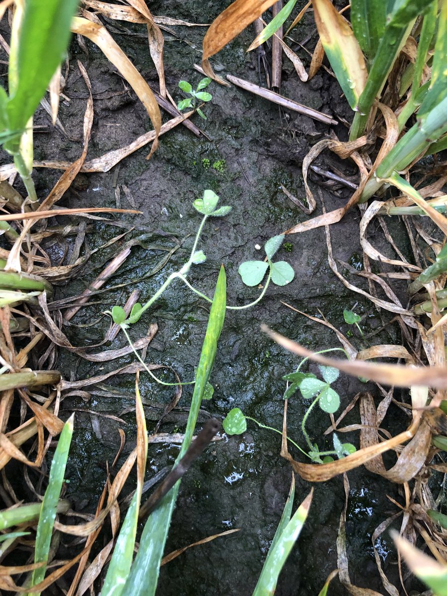 SustEnvFarming's tweet photo. Trying a thing- a bit of #farmerlearning โฆ@SustainableLspsโฉ
Broadcast #crimsonclover 9th April- decent rain the day after then prolonged dry has seen ok germination initially then seedling death
Lesson so far- probably needs a rake and an earlier start
#RGTIllustious ๐ https://t.co/LXlcCDyPs3