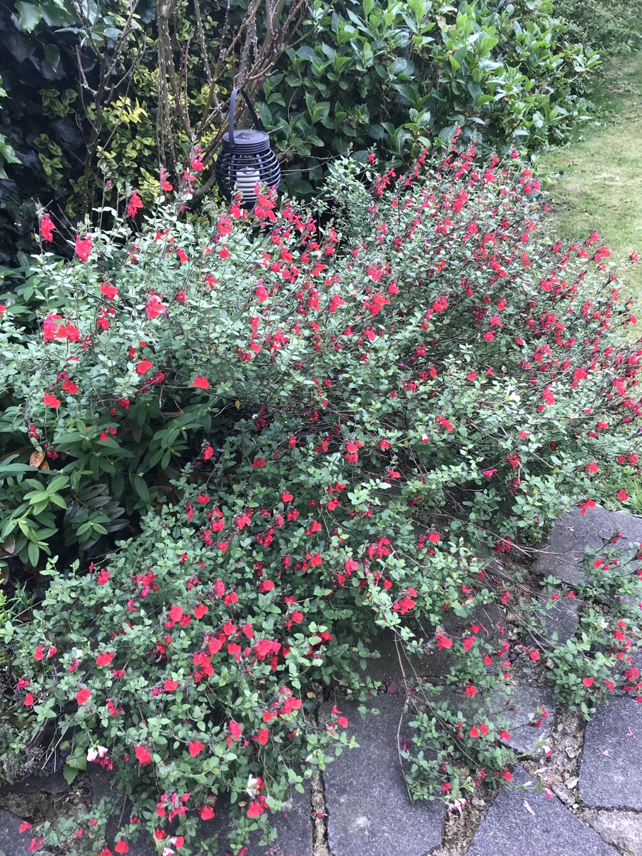 JulieTilley02's tweet photo. Salvia. Hotlips! #bloomimg https://t.co/oSrxTq4WPZ