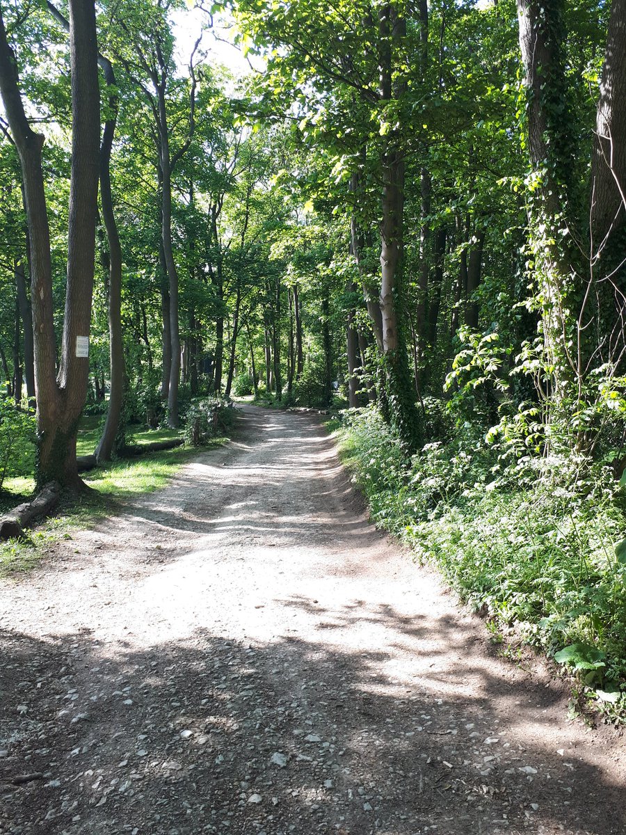 Another idyllic campsite. Good choice Mr Bibbington! #forthewin #campinginthewoods