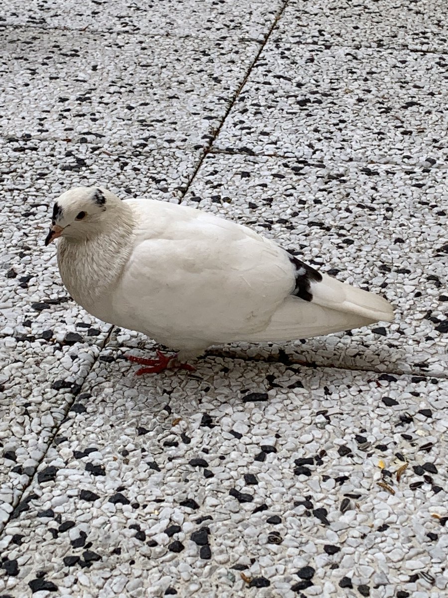 JosRoeffen's tweet photo. Al bijna een week komt deze duif bij ons huis, in onze tuin en in onze straat in Oegstgeest Noord. Een keer is ie via de openstaande tuindeur binnengekomen. We geven ‘m vogelvoer dat hijopeet. Komt deze duif iemand bekend voor? Hij is geringd maar geen nummer kunnen ontcijferen. https://t.co/MaVRB3n9tc