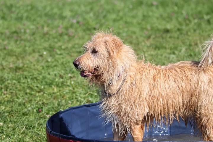BluepencilEd's tweet photo. Pool time 🐕 #dogsoftwitter #summertime #workingfromhome https://t.co/KtVgYFoAuS