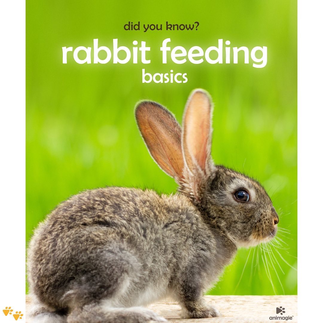 Animagie_offl's tweet photo. Striving to create a community of pet lovers worldwide. Here we present to you the basics of rabbit feeding!   #animagie #getsetpet #petscommunity #rabbit #pets https://t.co/fIQlHMs4rI