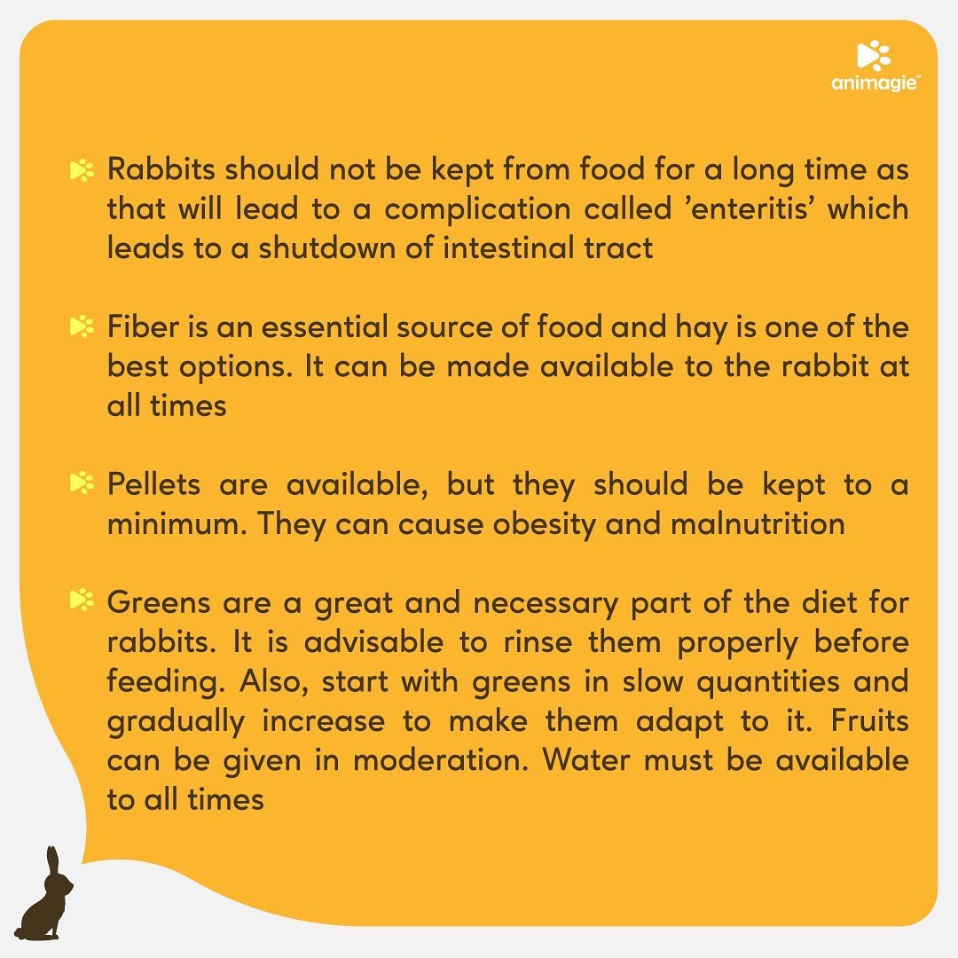 Animagie_offl's tweet photo. Striving to create a community of pet lovers worldwide. Here we present to you the basics of rabbit feeding!   #animagie #getsetpet #petscommunity #rabbit #pets https://t.co/fIQlHMs4rI