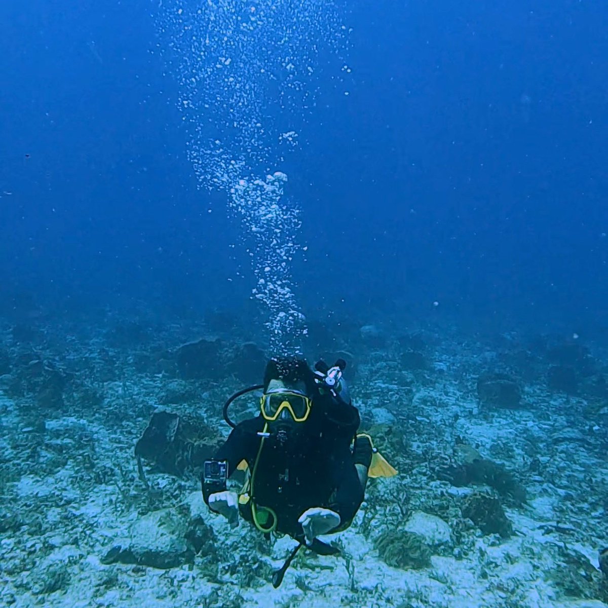 borisgo8's tweet photo. Dive buddy #diving #padi #snsi #rivieramaya #playadelcarmen #buceomexico #buceorivieramaya #buceo #phantomdivers #gopro #divingmexico #divingplayadelcarmen #divingrivieramaya #playadelcarmenmexico #underwaterphotography #underwaterlife https://t.co/vlPSQDHvSZ