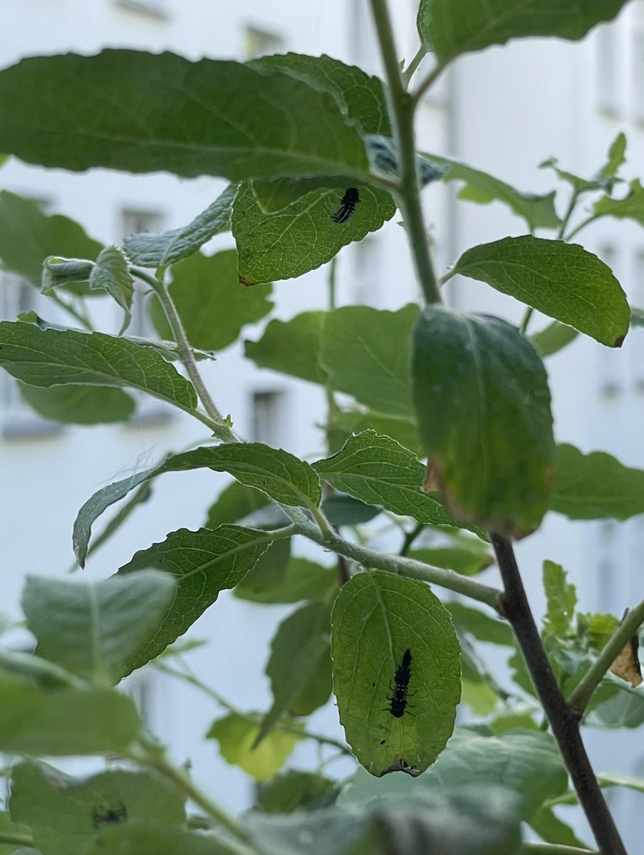 Marienkäferlarven auf dem Balkon. 😍 Bestes Leben in <a href="/StadtLeipzig/">Stadt Leipzig</a> für Mitarbeitende des <a href="/NKM_Leipzig/">Naturkundemuseum Leipzig</a>