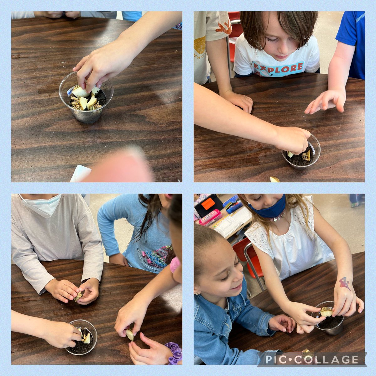 PreissStacey's tweet photo. Viola 1st graders continue their hands-on learning about how to grow plants from seeds or even plant parts! Did you know potatoes are actually a stem? We are planting everything we find—from seeds in our snacks to homegrown plant parts! @ViolaAchieves @violafirst1 https://t.co/mQDuNMwzRj