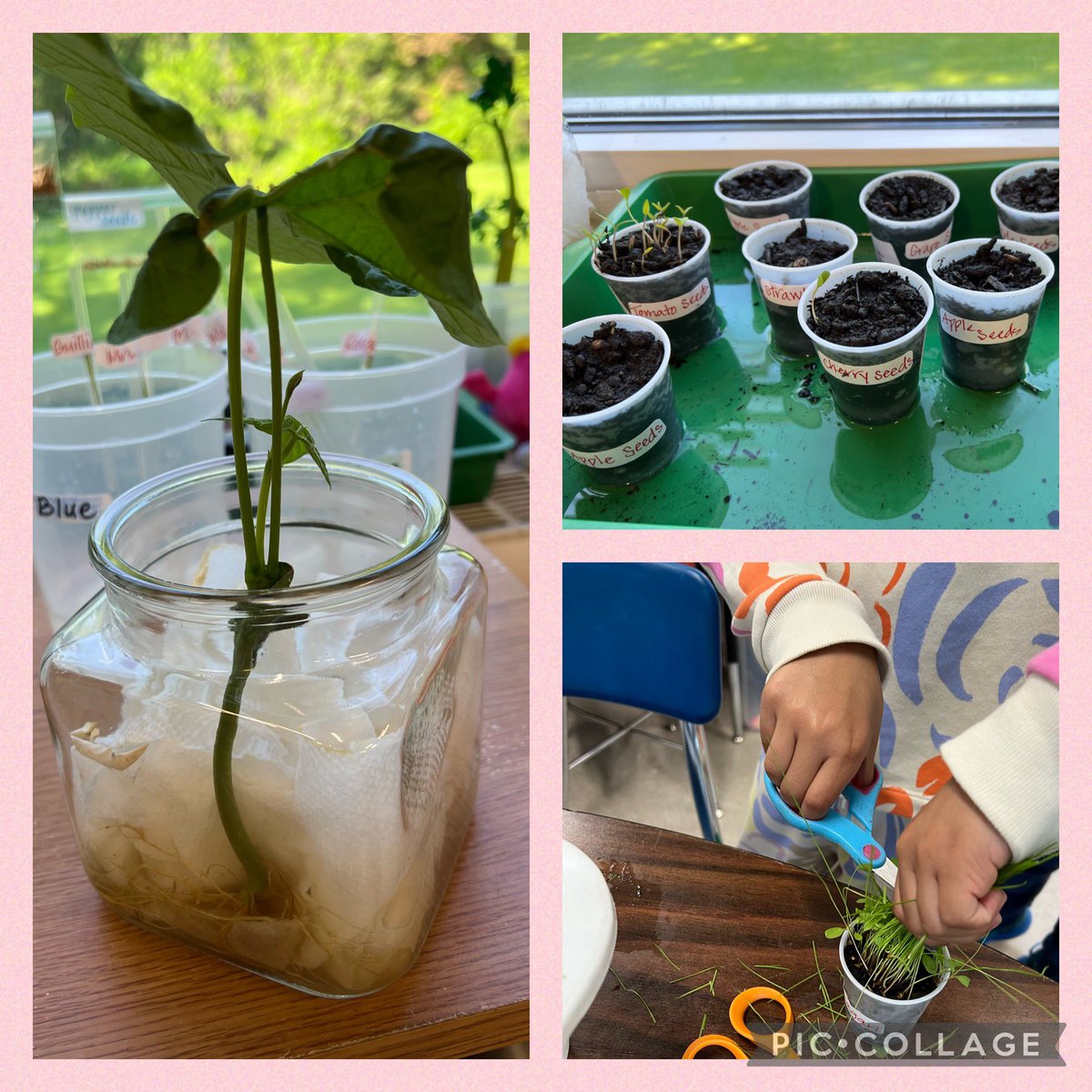 PreissStacey's tweet photo. Viola 1st graders continue their hands-on learning about how to grow plants from seeds or even plant parts! Did you know potatoes are actually a stem? We are planting everything we find—from seeds in our snacks to homegrown plant parts! @ViolaAchieves @violafirst1 https://t.co/mQDuNMwzRj