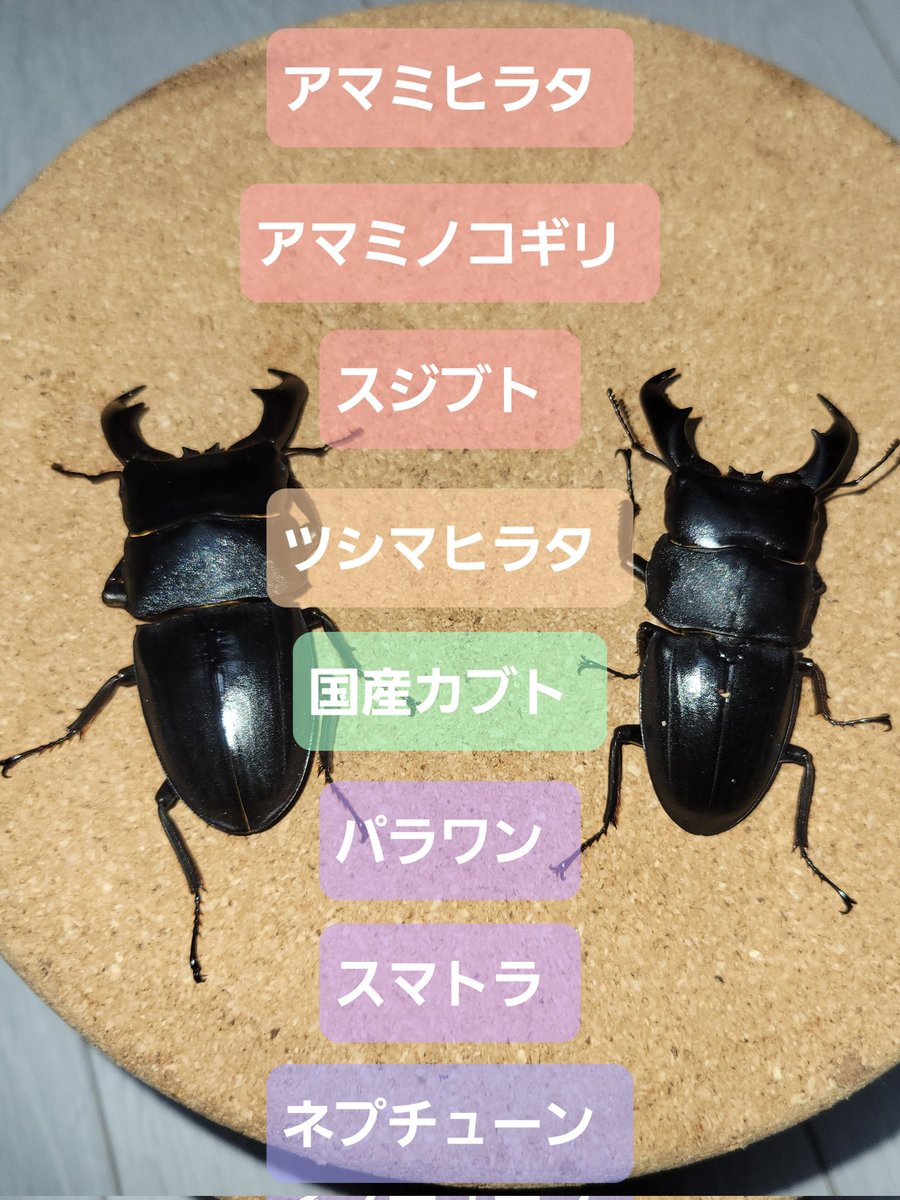 FT.Family(クワカブ部) A (@fujitora1106414) / Posts / X