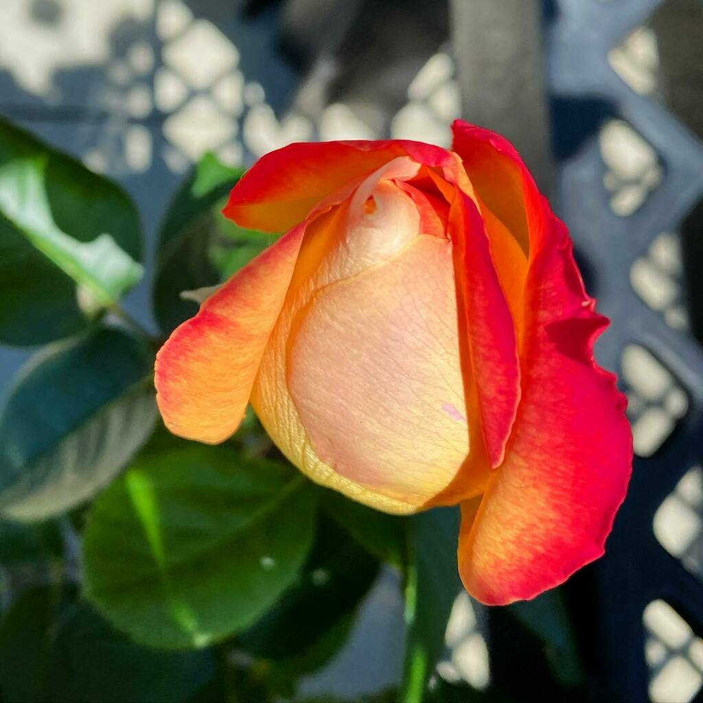CM_Fragrance's tweet photo. Feed Me Seymour
#roses #garden #nature #flowers #asphaltrainbow #smellthesource #littleshopofhorrors #queerolfaction https://t.co/WOcy12VtTd https://t.co/fFBhM90jH0