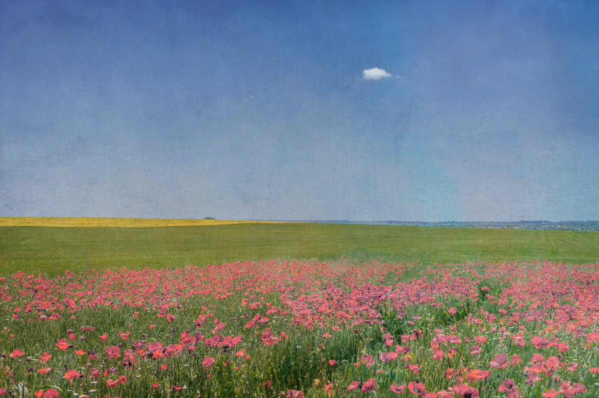 samanthacavet's tweet image. Pastel color photography