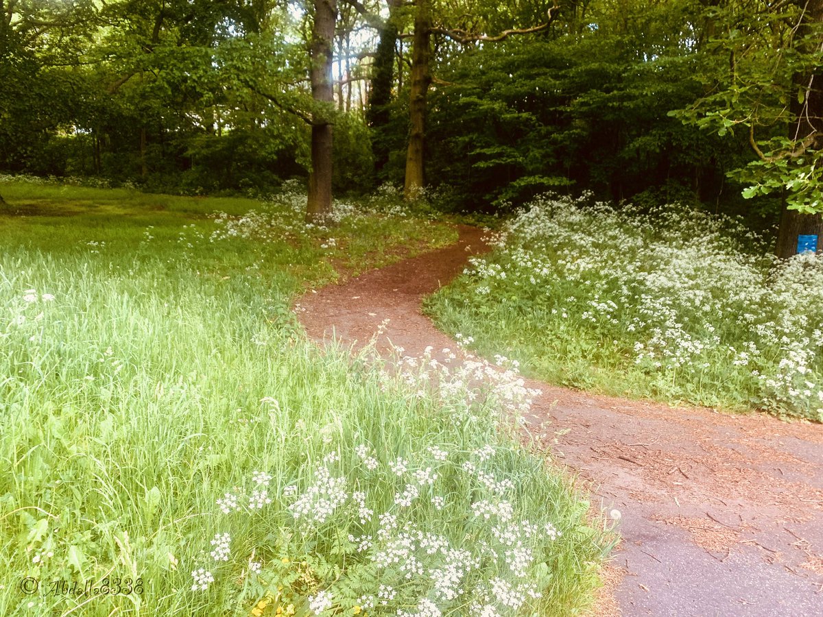 Hinde Common woods

#HindeCommonWoods #FirthPark #Sheffield #TheOutdoorCity #VisitSheffield #Woodland #wildgarlic #natureSheffield