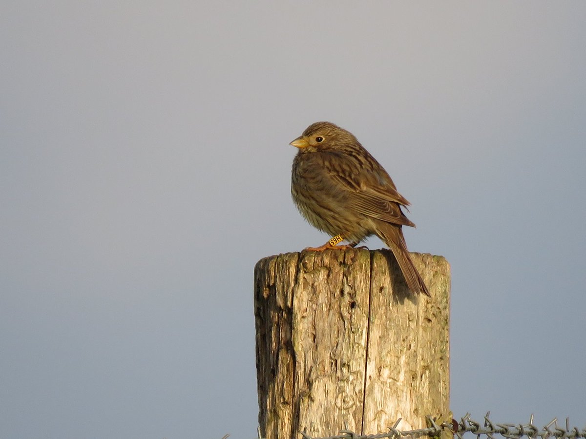 mattthesparrow's tweet image. We have just received news of our longest ever Corn Bunting movement. It was ringed using the thermal imager on the Marlborough Downs on 26/10/2020 as a juvenile male. It was photographed on a @GWCT Partridge project near Winchester on 18/5/22 - 61 miles away 569 days later!