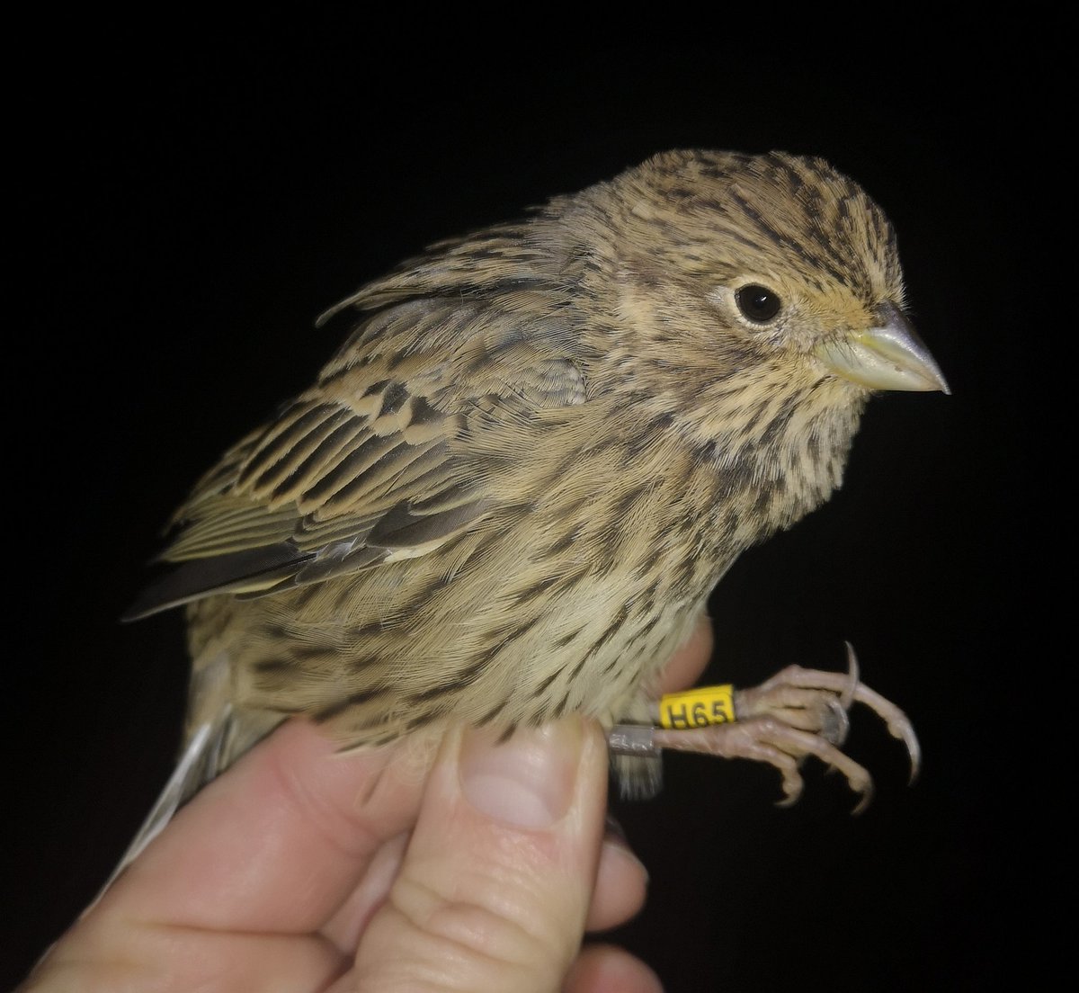 mattthesparrow's tweet image. We have just received news of our longest ever Corn Bunting movement. It was ringed using the thermal imager on the Marlborough Downs on 26/10/2020 as a juvenile male. It was photographed on a @GWCT Partridge project near Winchester on 18/5/22 - 61 miles away 569 days later!