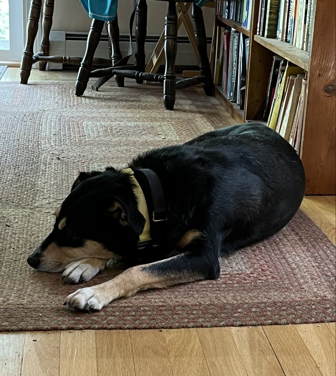 lacplesis30's tweet photo. “After all the help I gave you writing your book, you’re going to leave me home on your book signing?” Editorial assistant not pleased. #writinglife #indieauthor https://t.co/Re1QreZvXn
