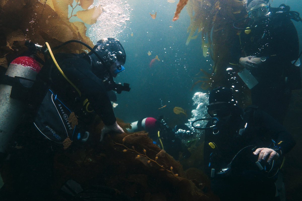 The Polaris Dawn crew completed their first training events this week, participating in pool and ocean scuba dives in preparation for their mission’s extra-vehicular activity

Photos: <a href="/SpaceX/">SpaceX</a>