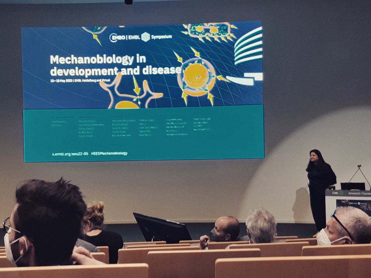 First talk at the EMBL auditorium and finally an in person conference! Thanks to the amazing #eesmechanobiology. I feel so energized! 😃🔥
