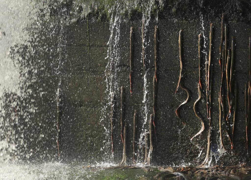 Each year, Pacific lamprey migrate upstream to spawn, facing a wide variety of barriers. These incredible climbers use the suction power of their oral disc to ascend, but many barriers prevent their passage. 📷:Kent Porter #WorldFishMigrationDay