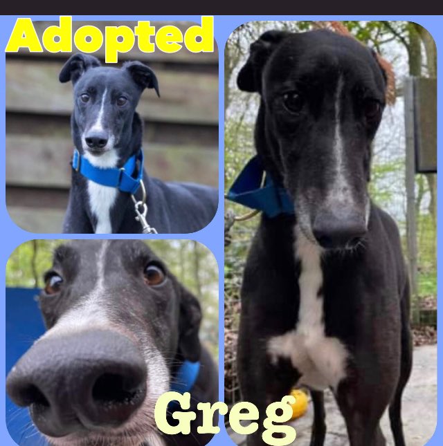 Greyhound Rescue Fife on Twitter "🥳ADOPTION NEWS Greg has been Adopted & found his 