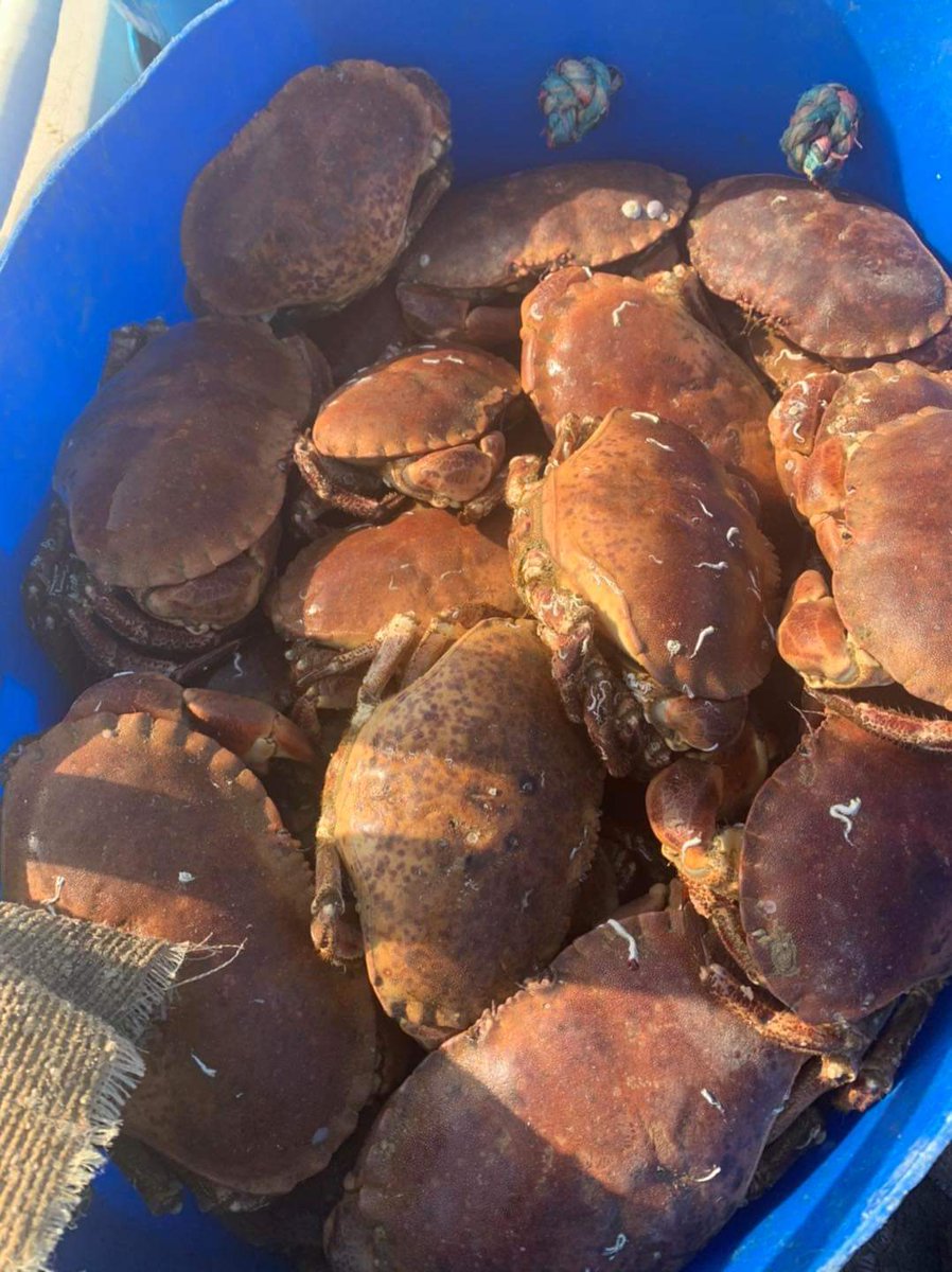 Todays finest dressed crabs delivered to <a href="/thornton_hall/">Thornton Hall Hotel & Spa</a> are from the Cornish coast and caught by our chosen sustainable method of pots on board inshore fishing vessel "Frellie"....... head chef <a href="/stephenmoore110/">Stephenmoore</a> yet again chosing only the best produce to seeve his guests!!! 🇬🇧♥️🦀