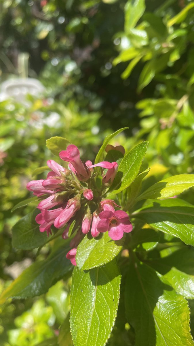 anitlinn's tweet image. Grateful for such a beautiful green space (pond, wetland, and garden) at the @BarbicanCentre — love watching the flowers bloom every spring &amp;amp; summer season 🪷💐🌼🌷🌺