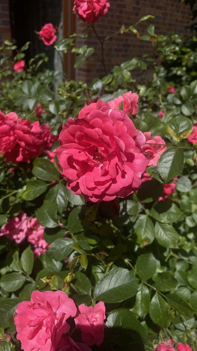anitlinn's tweet image. Grateful for such a beautiful green space (pond, wetland, and garden) at the @BarbicanCentre — love watching the flowers bloom every spring &amp;amp; summer season 🪷💐🌼🌷🌺