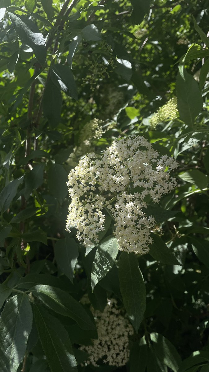 anitlinn's tweet image. Grateful for such a beautiful green space (pond, wetland, and garden) at the @BarbicanCentre — love watching the flowers bloom every spring &amp;amp; summer season 🪷💐🌼🌷🌺