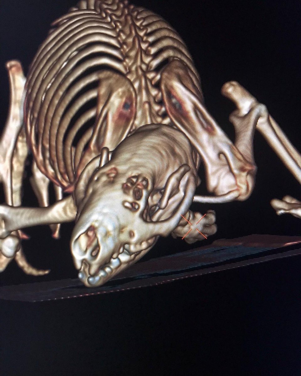 Wild Hogs Hedgehogs Rescue tweet media