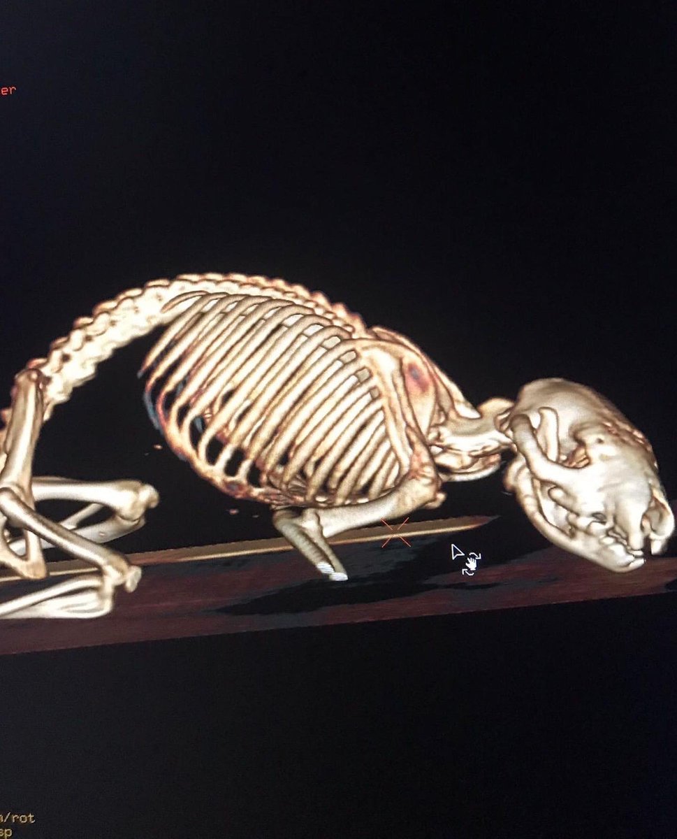 Wild Hogs Hedgehogs Rescue tweet media