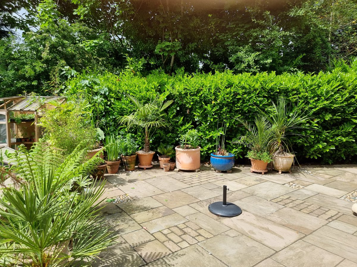 InterEdcontext's tweet photo. #garden springing into life. Lawn, patches done. New area near shed #Alliums globemaster, #dahlia, #lupins and #foxgloves grown from seed. #tropical plants on #patio survived #treefern #trachycarpus #chamaerops #bamboo #gardening https://t.co/LS5kUOioHu