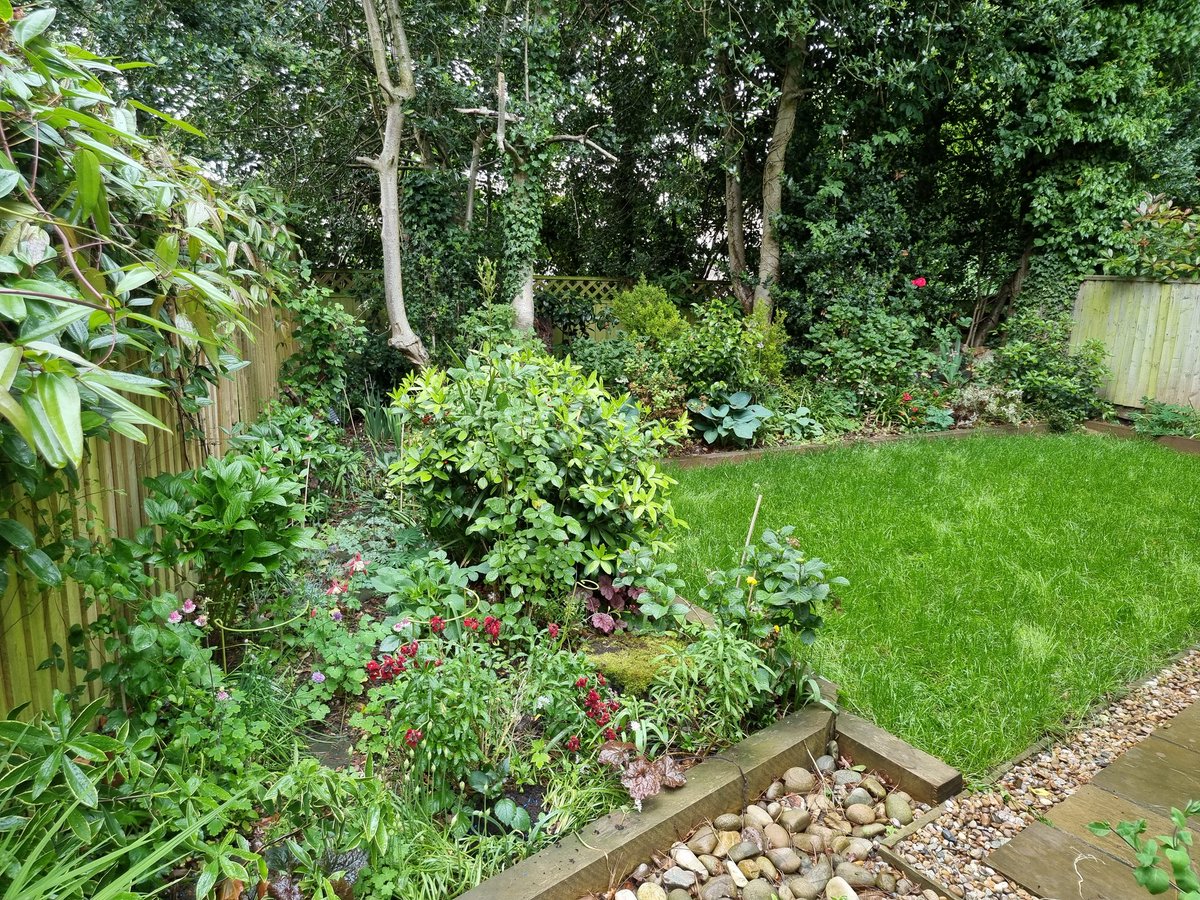 InterEdcontext's tweet photo. #garden springing into life. Lawn, patches done. New area near shed #Alliums globemaster, #dahlia, #lupins and #foxgloves grown from seed. #tropical plants on #patio survived #treefern #trachycarpus #chamaerops #bamboo #gardening https://t.co/LS5kUOioHu