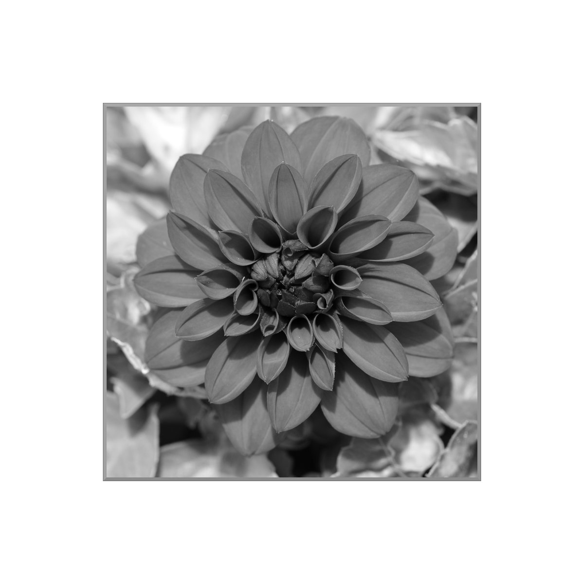 UnaOculusAperta's tweet photo. Red Dahlia - not a perfect bloom but beautiful!
[More Black and White Flower Photography]
#blackandwhitephotography #blackandwhiteflowers #Dahlia #Flower #bloom #petals #naturalsunlight #closeup #Macro https://t.co/sQhqN4jdxr