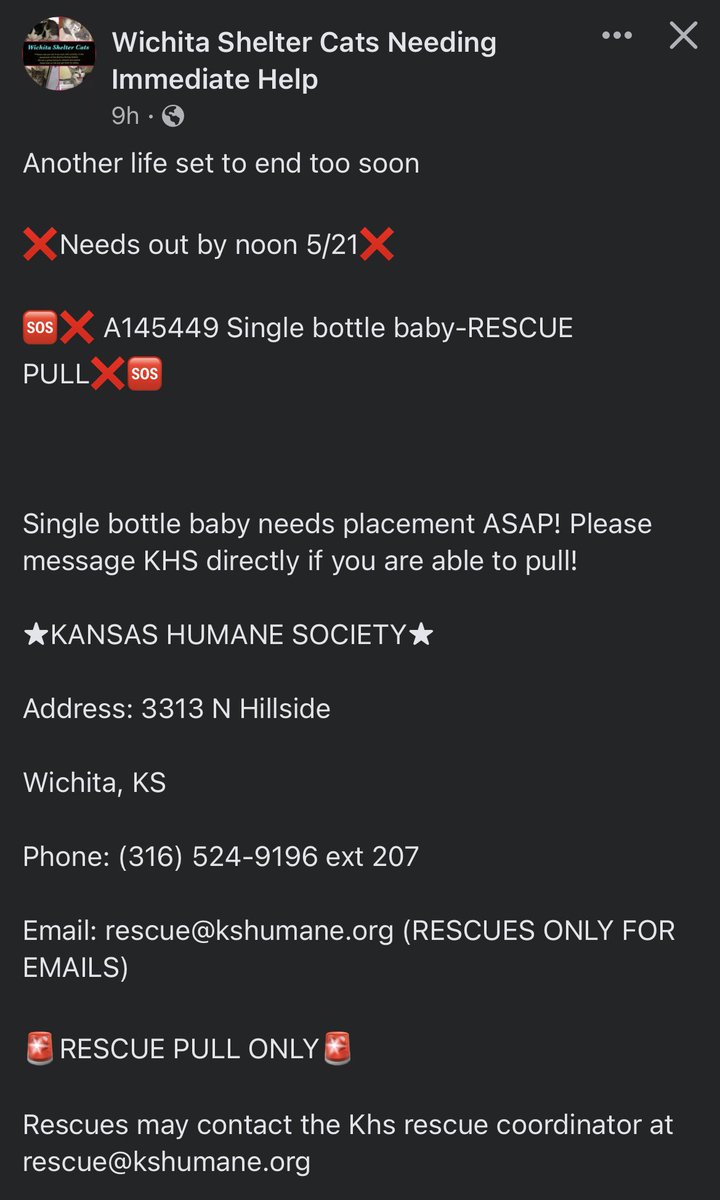 ngremmy's tweet photo. #URGENT #WICHITA #KANSAS #CATS precious #kitten needs rescue TODAY (5/21)!  Please RT-adopt-foster! #TeamKittySOS #AdoptDontShop https://t.co/Z80h2Qdz7n https://t.co/krFbqfQdXE