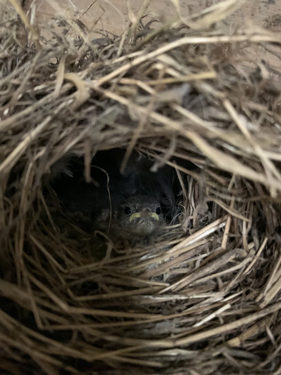 We are loving spring at the farm this year, so many beautiful nests and babies! 🐣 

#catangerllamas #springatthefarm #springwatch #llamatrekking #llamafarm #northamptonshire #spring <a href="/BBCSpringwatch/">BBC Springwatch</a>