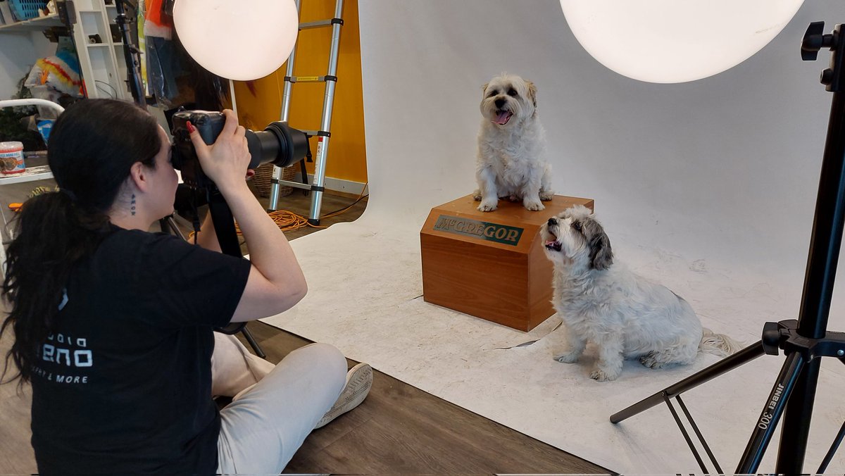 Boef_Bengel's tweet photo. Cool! Fotoshoot voor de Hunj van Remunj. https://t.co/MNjpT70vxs