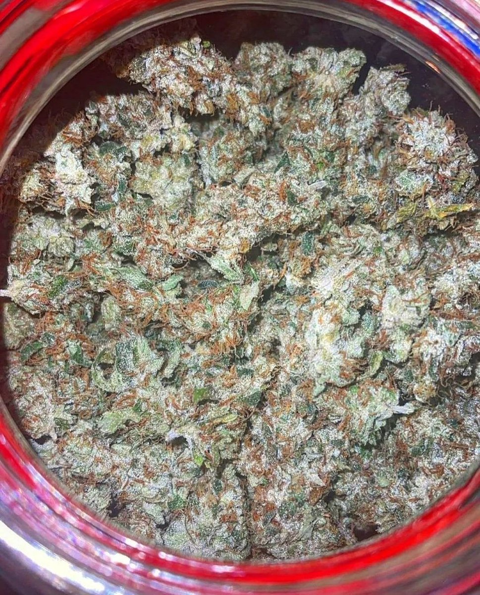 Wow... When we released our "Hindu RootBeer" line we knew it was gonna be a hit but man, people are screaming for more! This is another photo from another home grower @orange_sunshines who crushed the seed pack!