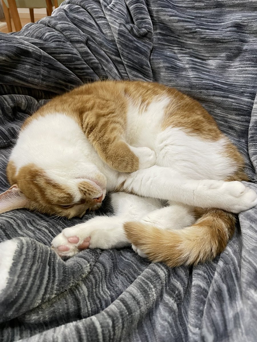 なんというかっこ^_^

#猫のいる暮らし 
#猫のいる幸せ