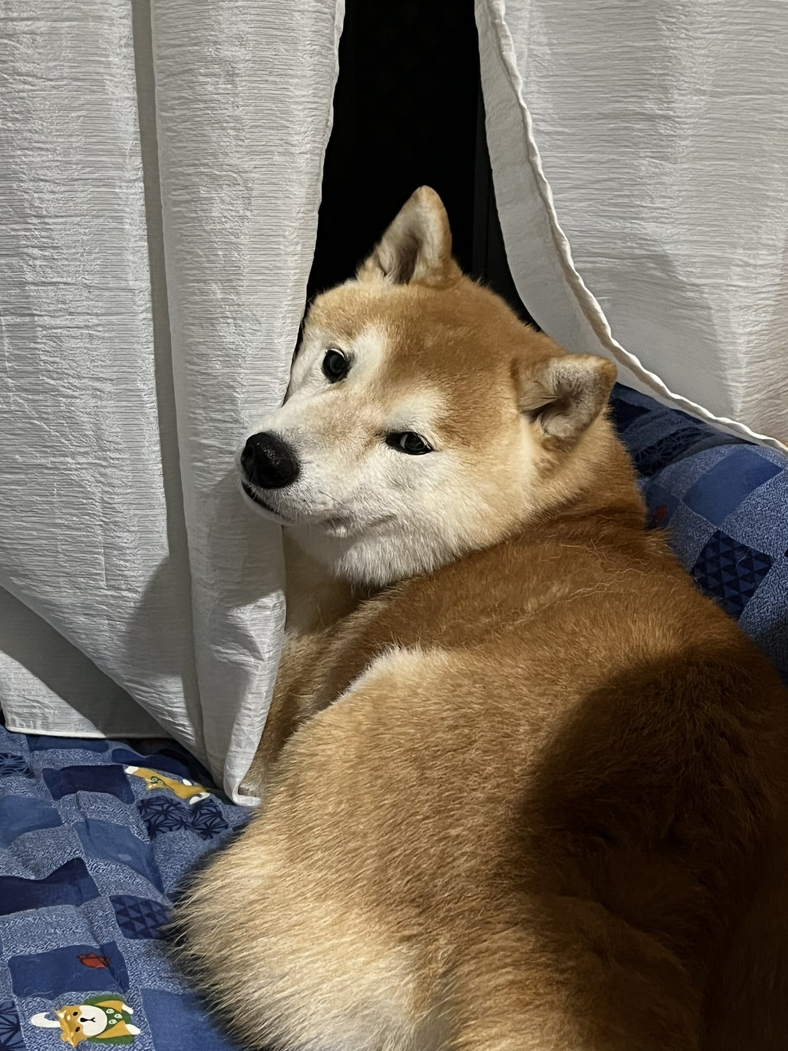 アキラオ うちの犬の可愛さを見ろ 柴犬を崇めよ 見返り美人 T Co Pzq7dcfigb Twitter