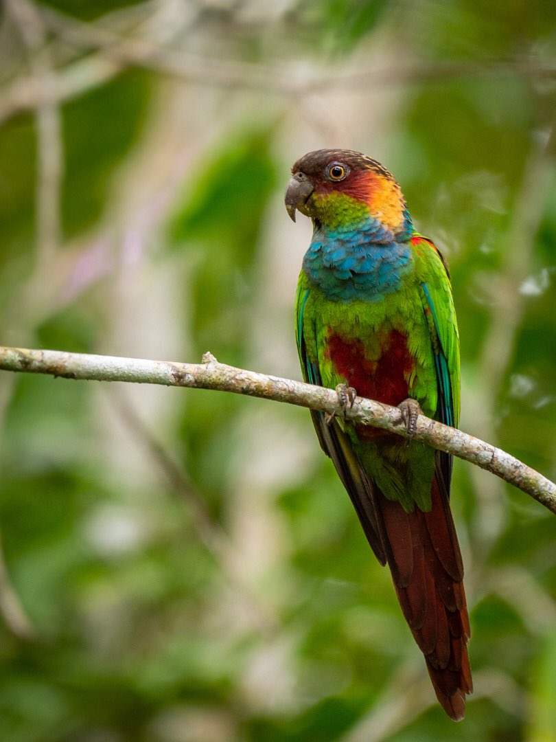 ParrotsAtoZ O is for ochre-marked parakeet (Pyrrhura cruentata) of